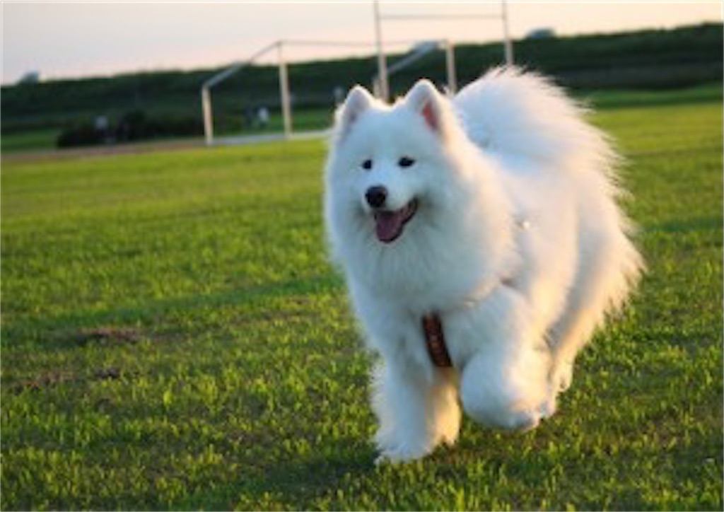 f:id:funenoblog:20200325225305j:image